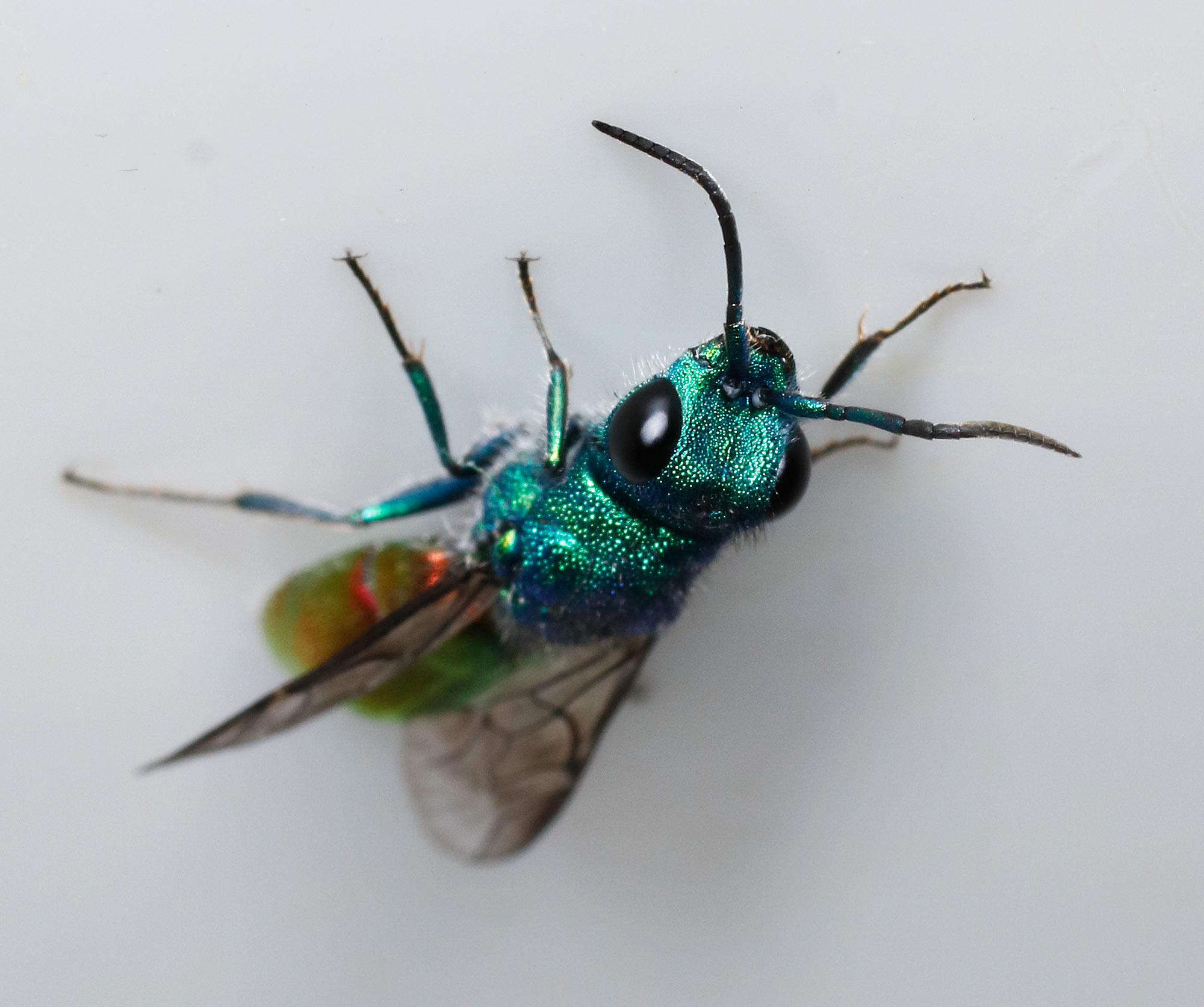 Chrysididae da identificare: Chrysura refulgens